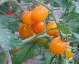 名夫果园有机小番茄 樱桃西红柿 圣女果新鲜孕妇水果3斤顺丰包邮