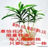 日本罗汉松 罗汉松小苗批发 罗汉松盆栽 罗汉松树苗 防辐射吸甲醛