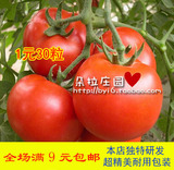大番茄种子 阳台屋顶种菜 蔬菜种子 菜园盆栽 西红柿 满9元包邮