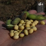 东北大豆 15年新农家黄豆 豆浆专用能发豆芽的非转基因土黄豆500g