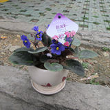南宁同城绿植花卉盆栽非洲紫罗兰非洲堇窗台美化净化空气花园植物