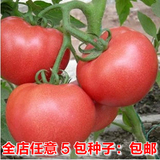 红果番茄种子 20粒 阳台种菜/盆栽西红柿 水果蔬菜 易种植/可批发