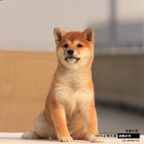 上海出售家养日本柴犬纯种幼犬宠物狗狗小秋田犬可上门挑选CQ8