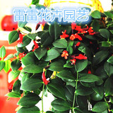 绿植盆栽 垂吊植物 口红吊兰 除甲醛 防辐射 净化空气室内花卉
