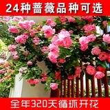 月季蔷薇花种子爬墙批发包邮草花盆栽植物花卉四季播易种阳台庭院