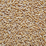 小麦粒 小麦草种子 农家小麦颗粒杂粮 鸡鸭鹅鸽子饲料麦子500g