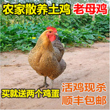 江南农家散养2年土鸡 老母鸡走地鸡柴鸡草鸡新鲜自养活鸡现杀包邮