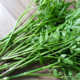 野菜新鲜水芹菜500g 纯天然绿色有机蔬菜 100%野生水芹菜 限量