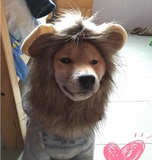 小型犬帽子带耳朵泰迪变狮子头套恶搞保暖比熊猫咪帽子宠物狗饰品