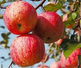 新疆阿克苏 红旗坡冰糖心苹果树苗 新鲜水果 脆 甜大型苹果苗包邮