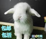 宠物兔子活体纯种荷兰垂耳兔活盖脸猫猫兔兔宝宝包活疫苗已打