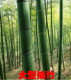 大型楠竹种 高达20米湖南毛竹种湖南南竹国内最大型竹子种苗根茎