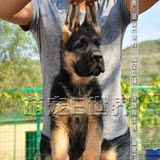 德国牧羊犬幼犬出售 活体宠物狗德牧 赛级双血统 黑背德牧幼犬