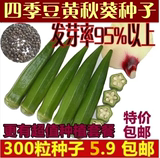【天天特价】阳台蔬菜种子套餐黄秋葵种子杨贵妃 红秋葵300粒包邮