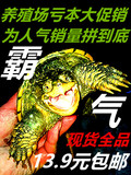 小乌龟活体北美小鳄龟苗鳄鱼龟观赏龟水鄂龟宠物龟苗黄壳杂佛鳄龟