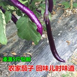 新鲜有机蔬菜长茄子紫茄子农家自种云茄 无公害细茄子 农产品自产