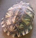 巴西彩龟大小乌龟活体红耳龟宠物水陆商品食用龟一只8-24厘米