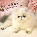 *爱莎猫苑的加菲猫*纯种重点异国长毛猫活体宠物/CFA波斯DD(北京)