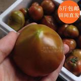山东威海特产草莓柿子胜铁皮柿子新鲜蔬菜西红柿水果番茄绿腚