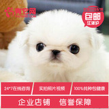 有它网 宠物狗狗赛级北京犬纯种小体京巴狗幼犬白色出售