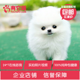 有它网出售宠物狗狗茶杯日本俊介白色球体哈多利博美犬幼犬活体黑