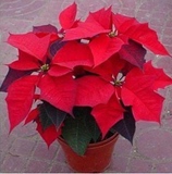 盆栽圣诞一品红花中之最一品红又名万年红圣诞红室内室外植物花卉