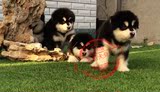 CKU犬舍 阿拉斯加幼犬雪橇犬宠物狗狗可上门挑选可视频上海包邮.