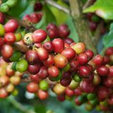 高晟庄园咖啡豆烘焙现磨咖啡咖啡粉高海拔精品咖啡圆豆生豆1kg