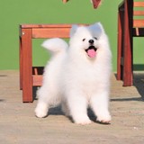 出售纯种萨摩耶犬 澳版白魔法血系萨摩幼犬宠物狗狗 雪橇犬可送货