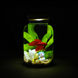 绿伴创意加灯水族生态瓶桌面金鱼缸迷你小型热带鱼玻璃罐盖子斗鱼