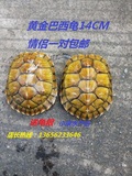 大巴西龟乌龟活体宠物龟巴西彩黄金巴西龟情侣一对14厘米包邮