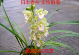 兰花日本香兰 开花浓香 易种养最香的兰花苗 盆景植物盆栽花卉