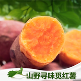 原生态橙红心梭型地瓜 农家自产新鲜红薯小香番薯山芋蔬菜 5斤装