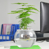 包邮 文竹盆栽  净化空气除甲醛植物办公室内桌面绿植云片松