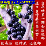 正宗台湾嘉宝果树苗 树葡萄树苗嘉宝果果树苗南北方种植当年结果