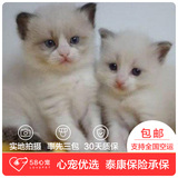 【58心宠】布偶猫纯种 布偶 宠物猫活体 同城包邮