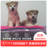 【58心宠】纯种秋田双血统幼犬出售 宠物狗狗活体 上海包邮