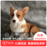 【58心宠】纯种柯基双血统幼犬出售 宠物狗狗活体 武汉包邮