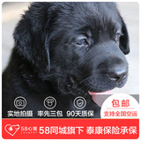 【58心宠】纯种拉布拉多幼犬出售单血统 保健康包邮 宠物狗狗活体