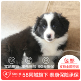【58心宠】纯种边境牧羊犬宠物级幼犬出售 宠物狗狗活体 武汉包邮