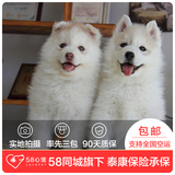 【58心宠】纯种哈士奇宠物级幼犬出售 宠物狗狗活体 广州包邮