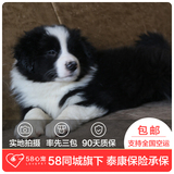 【58心宠】纯种边境牧羊犬宠物级幼犬出售 宠物狗狗活体 上海包邮