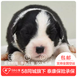 【58心宠】纯种边牧宠物级幼犬出售 宠物狗狗活体 广州包邮