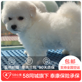 【58心宠】纯种比熊宠物级幼犬出售 宠物狗狗活体 上海包邮