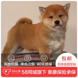 【58心宠】纯种柴犬单血统幼犬出售 宠物狗狗活体 上海包邮