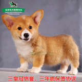 适合家养的柯基犬纯种幼犬狗狗出售 威尔士宠物狗包邮北京送货