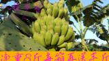 新鲜香蕉水果 小鸡蕉广西特产小米蕉批发包邮非进口