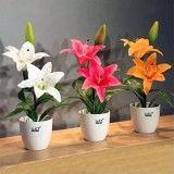 荷兰进口百合种球 香水百合套餐芳香花卉 办公室卧室阳台盆栽植物
