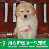 上海易宠人气大型犬家养伴侣犬黄金猎犬纯种金毛犬幼犬活体宠物狗