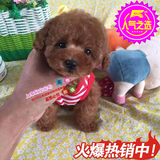 上海易宠热卖宠物狗小型小体红色泰迪犬幼犬迷你纯种贵宾犬茶杯犬